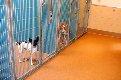 Dog in a shelter