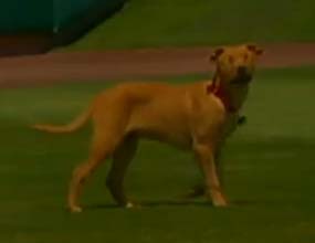 Albuquerque Isotopes Dog
