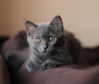 Gray kitten on a couch