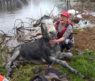 Mike the donkey was rescued from dangerous floodwaters in Ireland.