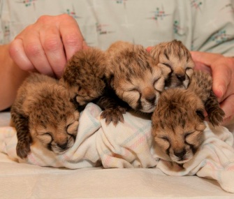 Five premature cheetah cubs were born via C-section at the Cincinnati Zoo.