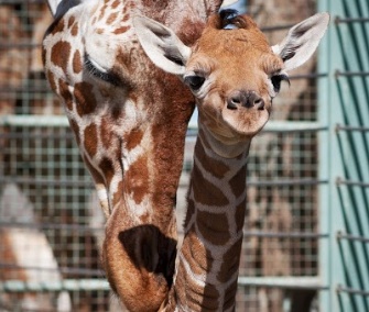 The giraffe calf gets some love from her mom, Kristin.