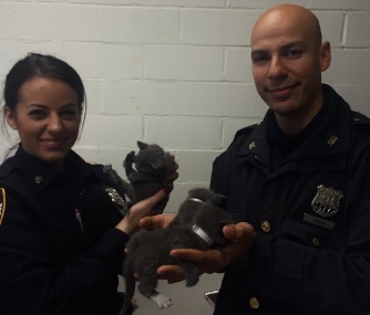 NYPD officers saved six tiny gray kittens who were abandoned in a suitcase.