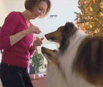 Willie Lost Dog Returns Home