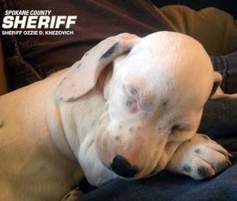 Spokane Valley, Wash., sheriff's deputy Marc Melville rescued this puppy from a roadside.
