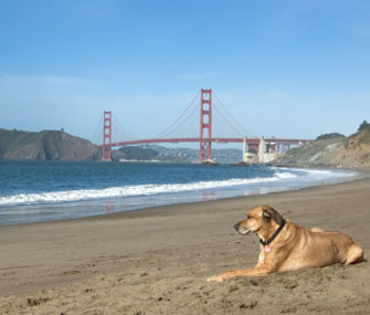 Dog sits with Golden Gate Bridge in the background in San Francisco