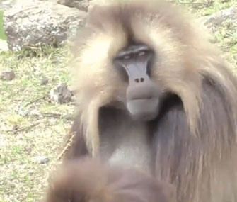 Gelada monkeys' lip-smacking may have been a key to the evolution of human speech.