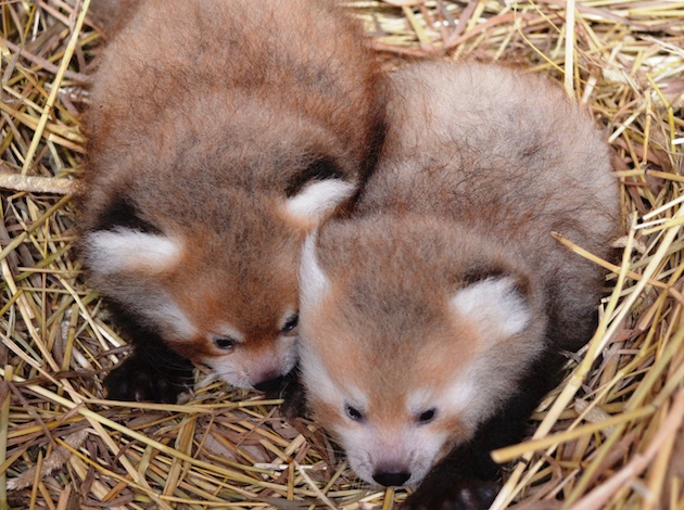 Red Panda Cubs at Detroit Zoo