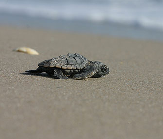 A loggerhead sea turtle walks on a Florida beach