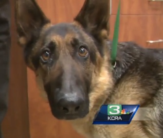 Freeway Frida is recovering after spending five weeks on a highway median.