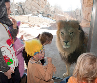 Denver Zoo Lion