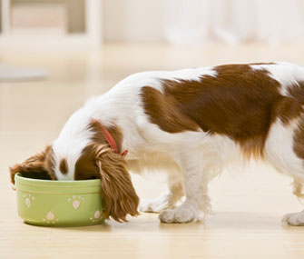 Dog eating
