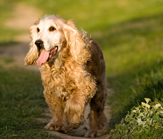 Senior Dog Playing