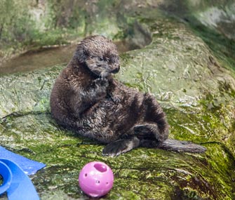 Otter pup named Luna