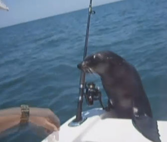 This young fur seal surprised an Australian family on their boat.