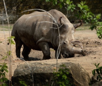 Nabiré northern white rhino Dvůr Králové Zoo Czech Republic