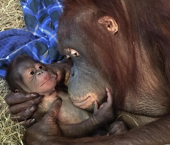 Batang snuggles with her newborn baby boy.