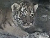 Siberian tiger cub