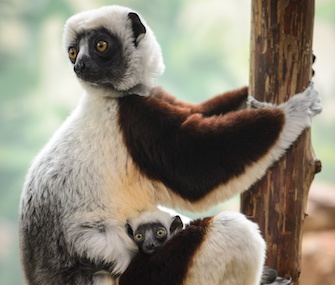 Kapika, a rare Coquerel's sifaka lemur, was born at the St. Louis Zoo on Jan. 21.