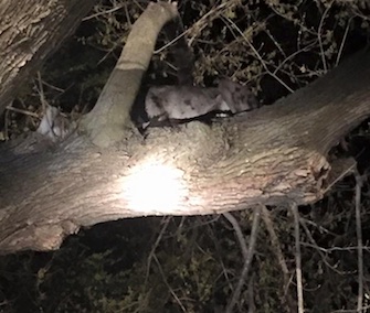 Firefighters and police in Nebraska helped get a Great Dane down from a tree branch.
