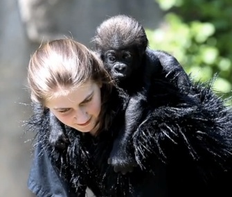 Gladys the baby gorilla gets a ride from one of her surrogate moms.