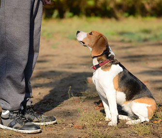 Dog sitting on command