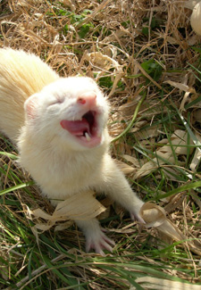 ferret smiling