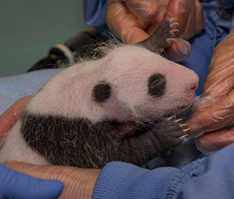 Baby panda at San Diego Zoo