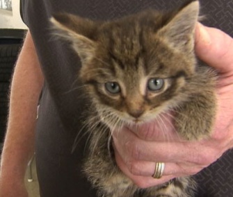 It took mechanics two hours to free this kitten from a car's dashboard.