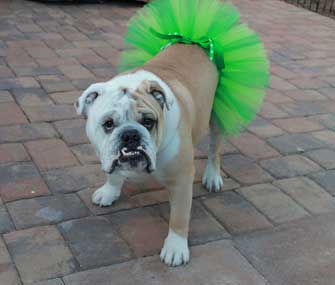 St. Patrick's Day Tutu