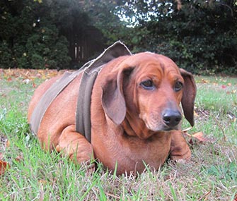 Obie, a 70-pound Dachshund, is at the center of a custody battle.