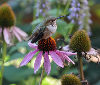 Hummingbird on purple flower