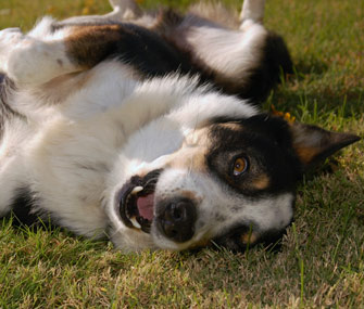 Dog rolling on back