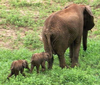 Rare African elephant twins were born recently to mom Curve at the Pongola Game Reserve in South Africa.