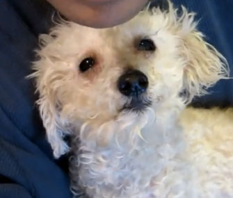 Fiona, the blind rescued dog