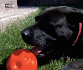 Kay, a retired military working dog, will get the lifesaving surgery he needs thanks to donations to his GoFundMe account.
