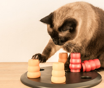 Cat doing food puzzle