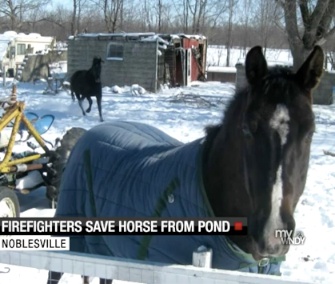 Firefighters pulled Nyah the horse from an icy pond in Indiana.