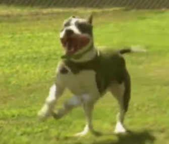 Skip the Pit Bull got a prosthetic paw