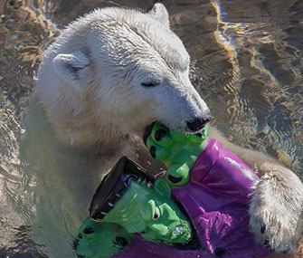 A San Diego Zoo polar bear plays with a Frankenstein toy.