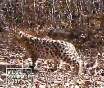 An adult female Amur leopard and two cubs were seen on a camera in China.