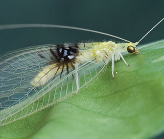 This new lacewing species was first spotted by an entomologist on Flickr.