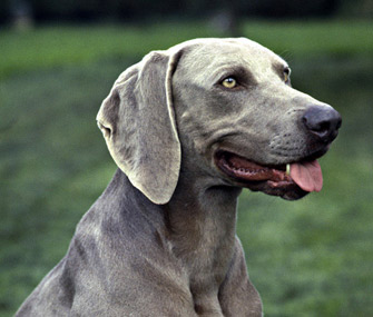 Weimaraner dog breed