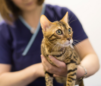 Cat being examined by veterinarian