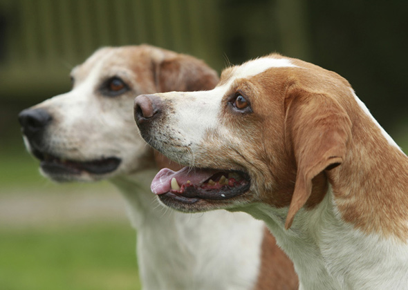 Dog Eat Dog Srt Dog Eat Dog Srt