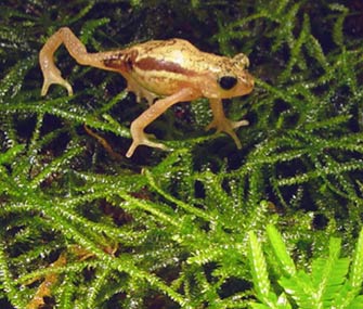 A Kihansi Spray Toad is released in Tanzania.