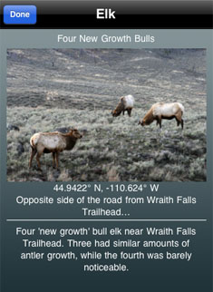 YNP Wildlife Screen Grab