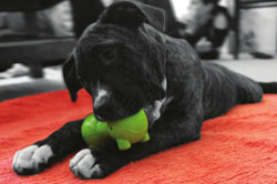 dura doggie toy