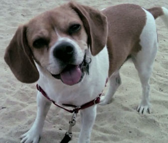 Knuckles the puggle