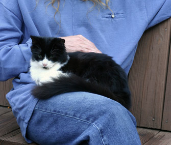 Petting cat